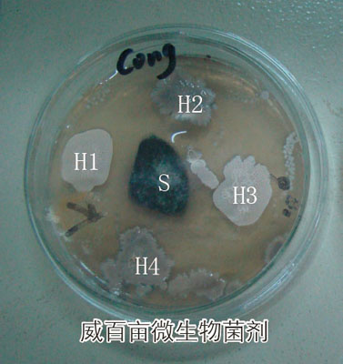 ���ٮ�΢�����Ⱥ