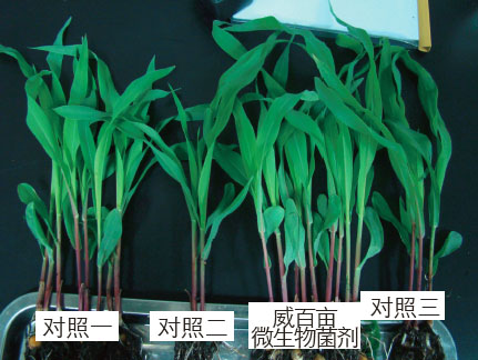 �o�~��(du��)��ԇ�(y��n)�C�����ٮ�΢�������Ч�����@��(y��u)�ڌ�(du��)��